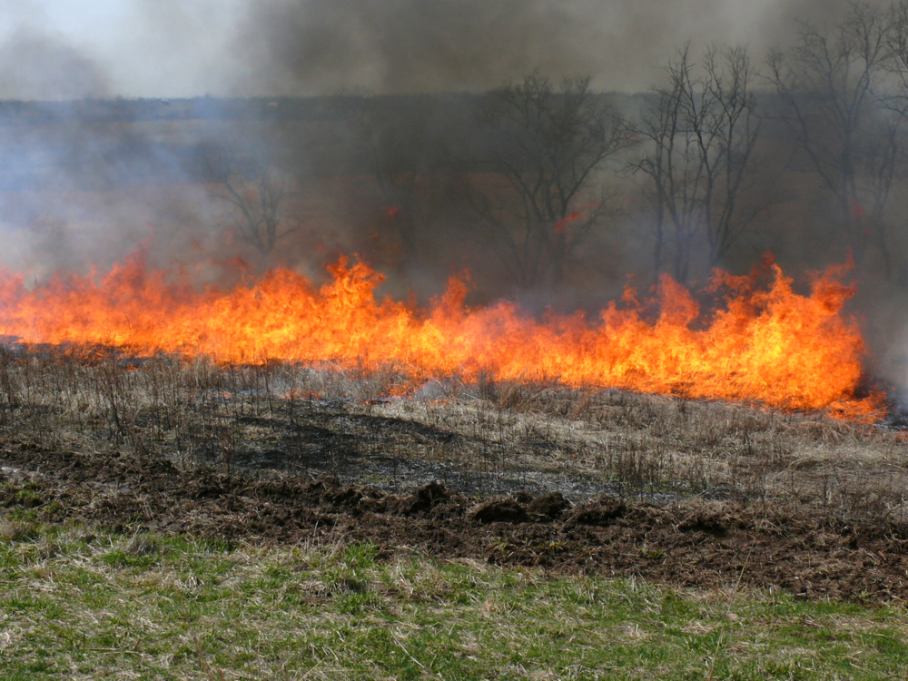 Native grass burning