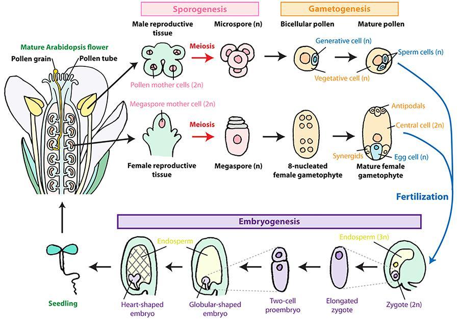 Seed development chart