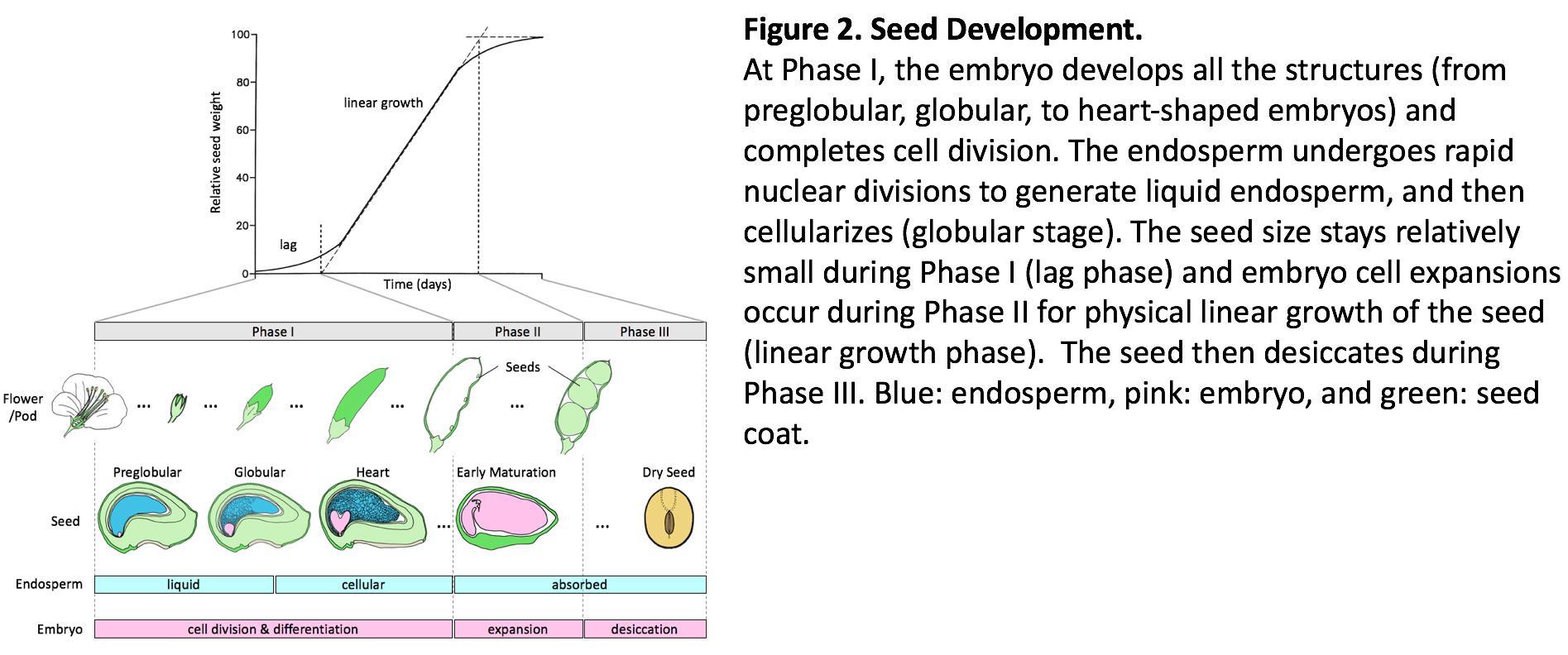 Kawashima soybean development figure